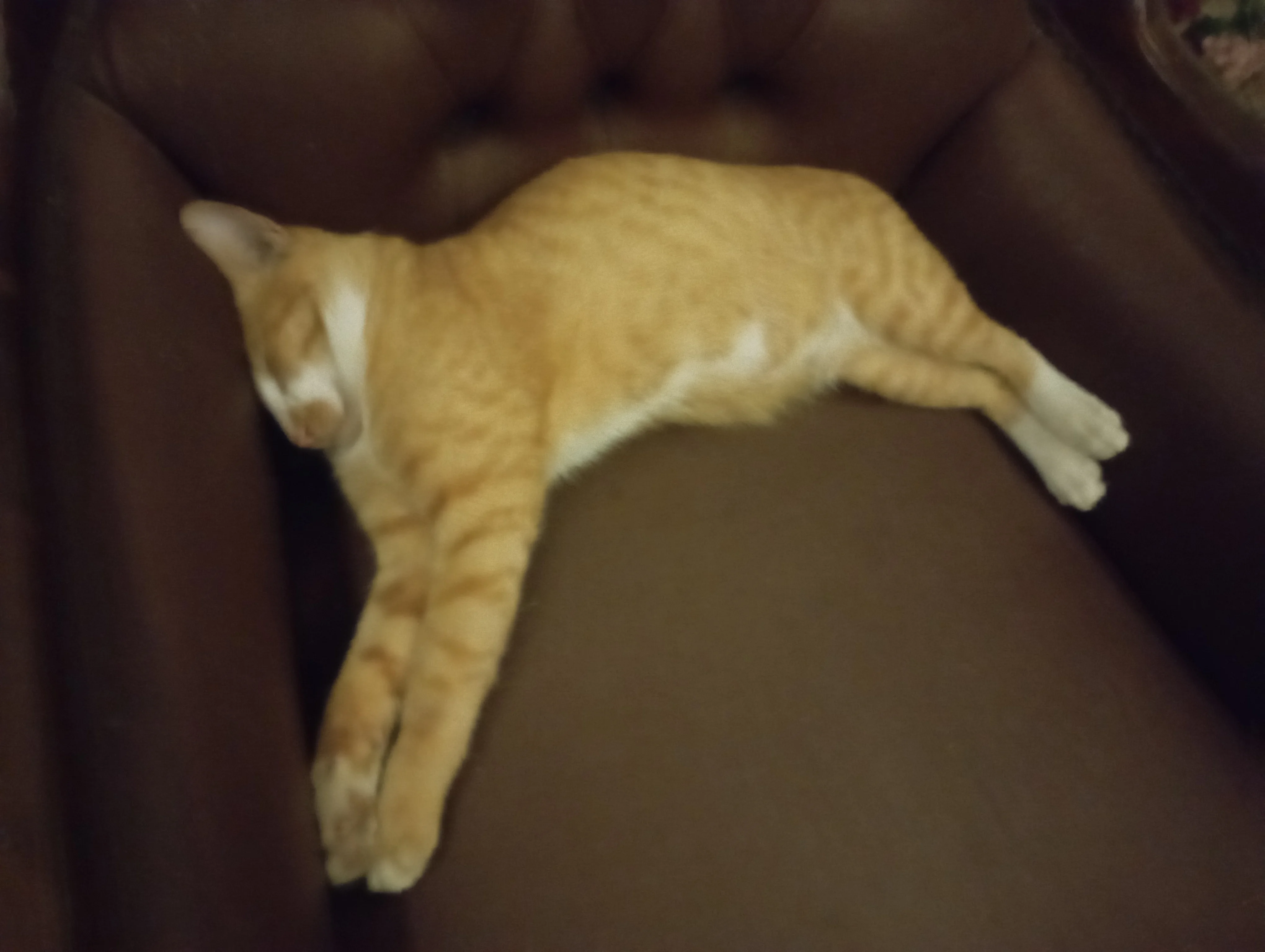 Oyen